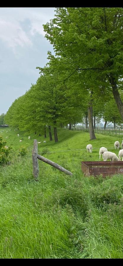 Bungalow Scheldezicht In Zeeland Dicht Bij Zee Scherpenisse Eksteriør billede
